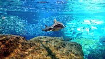 新江ノ島水族館に投稿された画像（2022/9/28）