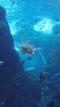 新江ノ島水族館に投稿された画像（2022/9/28）