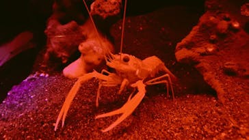 新江ノ島水族館に投稿された画像（2022/9/28）