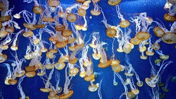 新江ノ島水族館に投稿された画像（2022/9/28）