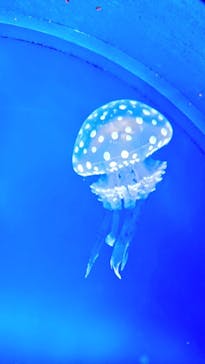 新江ノ島水族館に投稿された画像（2022/9/28）