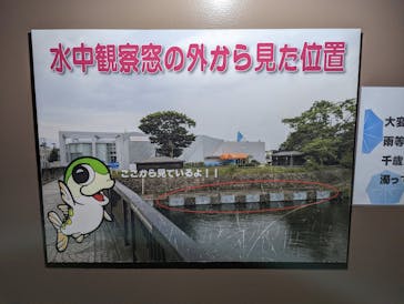 サケのふるさと 千歳水族館に投稿された画像（2022/9/28）