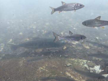 サケのふるさと 千歳水族館に投稿された画像（2022/9/28）