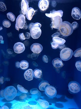 新江ノ島水族館に投稿された画像（2022/9/28）