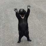 奥飛騨クマ牧場に投稿された画像（2022/9/28）