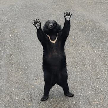 奥飛騨クマ牧場に投稿された画像（2022/9/28）