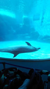 名古屋港水族館に投稿された画像（2022/9/28）