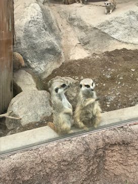 秋吉台自然動物公園 サファリランドに投稿された画像（2022/9/28）