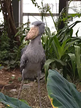 神戸どうぶつ王国に投稿された画像（2022/9/28）