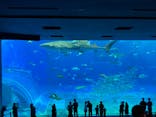 沖縄美ら海水族館に投稿された画像（2022/9/29）