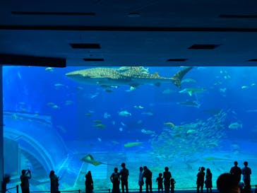 沖縄美ら海水族館に投稿された画像（2022/9/29）