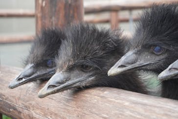 富士花鳥園に投稿された画像（2022/9/29）