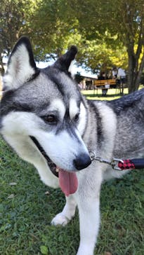 世界の名犬牧場に投稿された画像（2022/9/29）