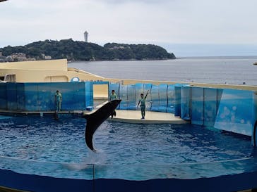 新江ノ島水族館に投稿された画像（2022/9/29）