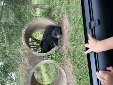 秋吉台自然動物公園 サファリランドに投稿された画像（2022/9/29）