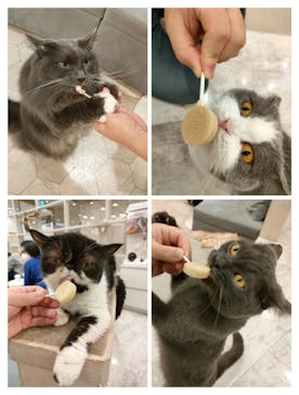 猫カフェモカ　町田ジョルナ店に投稿された画像（2022/9/29）