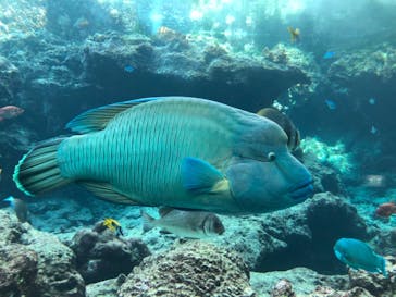 沖縄美ら海水族館に投稿された画像（2022/9/30）