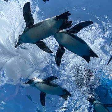 サンシャイン水族館に投稿された画像（2022/9/30）