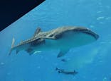 沖縄美ら海水族館に投稿された画像（2022/9/30）