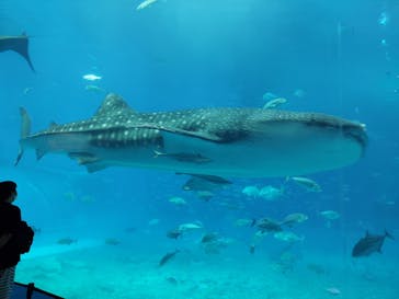 沖縄美ら海水族館に投稿された画像（2022/9/30）