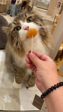 猫カフェモカ　イオンモール幕張新都心店に投稿された画像（2022/9/30）