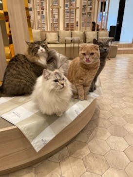 猫カフェモカ　イオンモール幕張新都心店に投稿された画像（2022/9/30）
