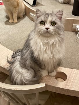 猫カフェモカ　イオンモール幕張新都心店に投稿された画像（2022/9/30）