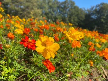 とっとり花回廊に投稿された画像（2022/9/30）