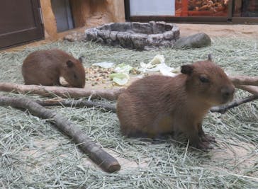 那須どうぶつ王国に投稿された画像（2022/10/1）