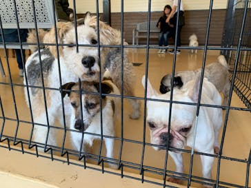 世界の名犬牧場に投稿された画像（2022/10/1）