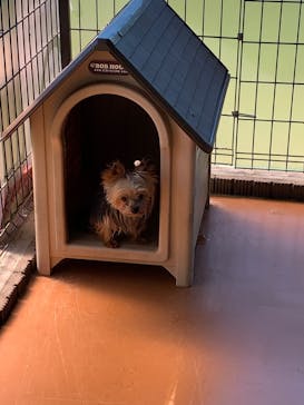 世界の名犬牧場に投稿された画像（2022/10/1）