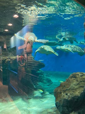 名古屋港水族館に投稿された画像（2022/10/1）