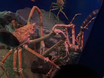 名古屋港水族館に投稿された画像（2022/10/1）