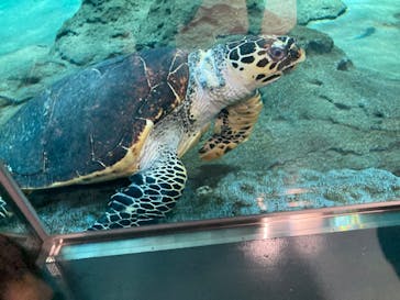 名古屋港水族館に投稿された画像（2022/10/1）