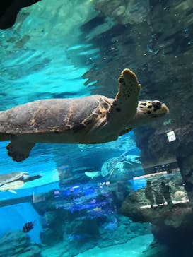 名古屋港水族館に投稿された画像（2022/10/1）