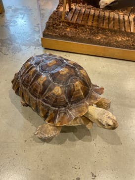 Moff animal cafe MARKIS 福岡ももち店に投稿された画像（2022/10/1）
