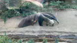 よこはま動物園ズーラシアに投稿された画像（2022/10/1）