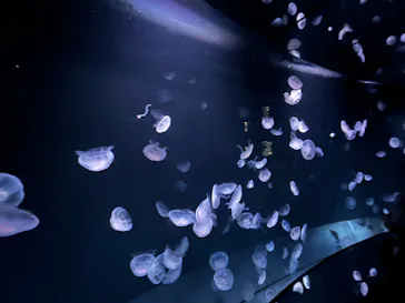 サンシャイン水族館に投稿された画像（2022/10/1）