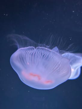 サンシャイン水族館に投稿された画像（2022/10/1）