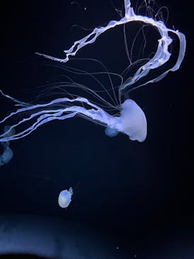 サンシャイン水族館に投稿された画像（2022/10/1）