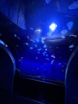 サンシャイン水族館に投稿された画像（2022/10/1）