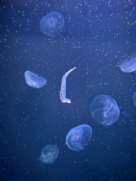 サンシャイン水族館に投稿された画像（2022/10/1）