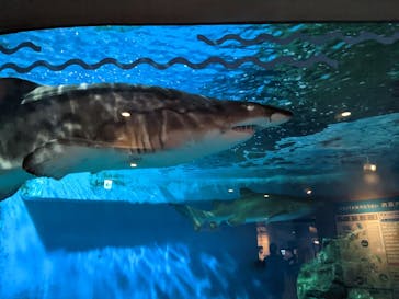 しながわ水族館に投稿された画像（2022/10/1）