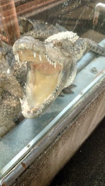 熱川バナナワニ園に投稿された画像（2022/10/1）