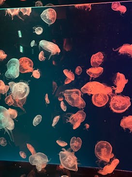 名古屋港水族館に投稿された画像（2022/10/1）