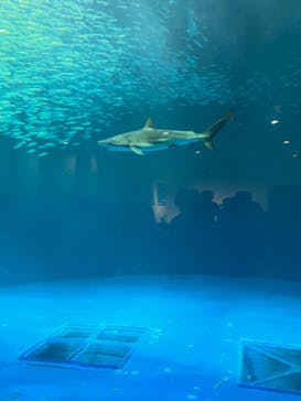 名古屋港水族館に投稿された画像（2022/10/1）