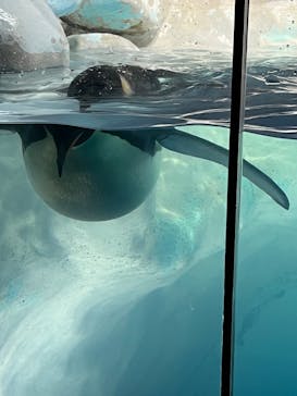 名古屋港水族館に投稿された画像（2022/10/1）