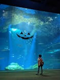アクアワールド茨城県大洗水族館に投稿された画像（2022/10/1）