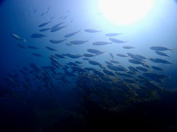 ブルーラボに投稿された画像（2022/10/1）