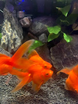 横浜開運水族館 フォーチュンアクアリウムに投稿された画像（2022/10/2）